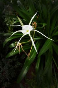 New Spider Lily At Dawn Image
